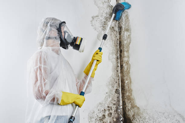 Mold Testing and Removal in Macon, MO