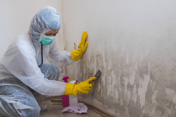 Best Mold Inspection  in Macon, MO