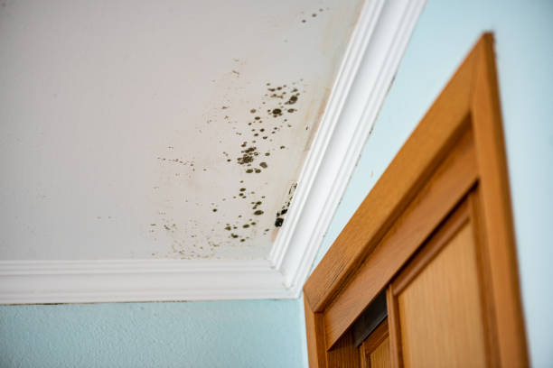 Trusted Macon, MO Mold Removal Experts