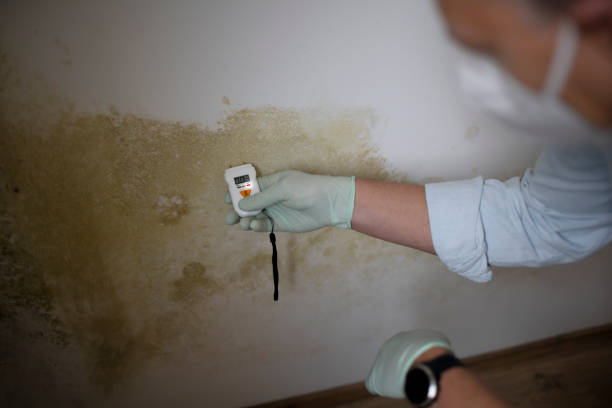 Best Toxic Mold Removal  in Macon, MO