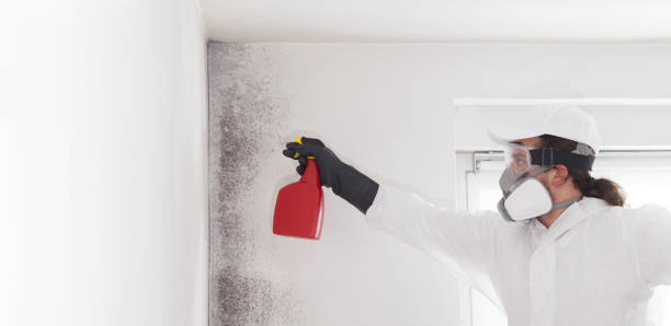 Best Professional Mold Removal  in Macon, MO
