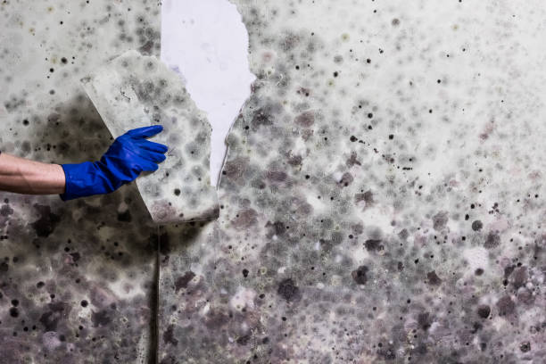 Best Mold Removal Specialists  in Macon, MO