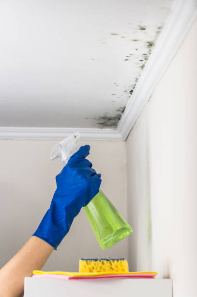 Best Affordable Mold Removal  in Macon, MO